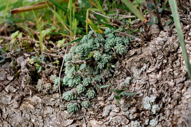 pianta grassa - Sedum dasyphyllum